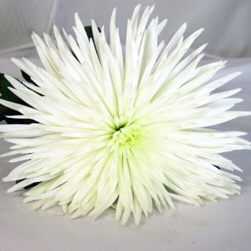 fudji blanc