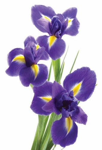 iris-telstar
