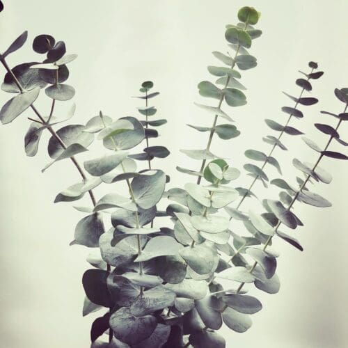 bouquet eucalyptus