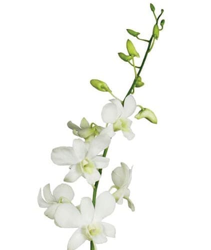 orchidee-dendro-blanc
